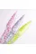 DNKa’ Top Sakura, 12 ml