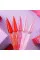 DNKa' Liquid Acrygel Lollypop #0034, 15ml